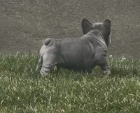 Blue Big Rope Male, a male French Bulldog for sale in Sussex, WI – 6 of 10