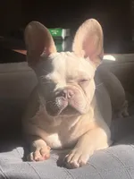 Tank Wilson (Female), a female French Bulldog for sale in Sussex, WI – 7 of 10