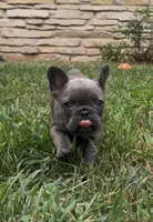 Sonia, a female French Bulldog for sale in Sussex, WI – 6 of 10