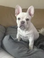 Tank Wilson (Female), a female French Bulldog for sale in Sussex, WI – 5 of 6