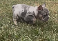 Merlin, a male French Bulldog for sale in Sussex, WI – 9 of 10