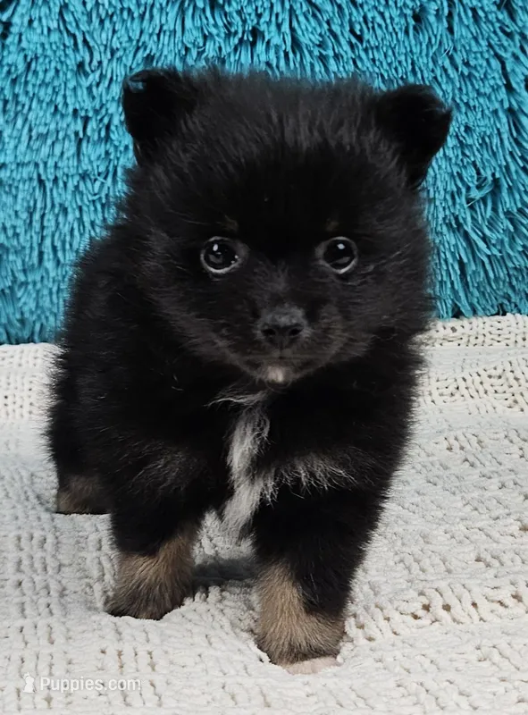 Cocoa  – Pomeranian puppy for sale in Sugarcreek, OH