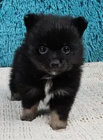 Cocoa , a female Pomeranian for sale in Sugarcreek, OH – Photo 1 of 5