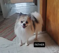 Cocoa , a female Pomeranian for sale in Sugarcreek, OH – Photo 5 of 5