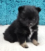 Cocoa , a female Pomeranian for sale in Sugarcreek, OH – Photo 2 of 5