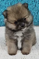 Ginger , a female Pomeranian for sale in Sugarcreek, OH – Photo 1 of 6