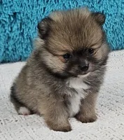 Ginger , a female Pomeranian for sale in Sugarcreek, OH – Photo 2 of 6