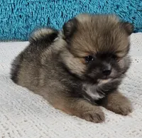 Ginger , a female Pomeranian for sale in Sugarcreek, OH – Photo 3 of 6