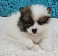 Cosmo, a male Pomeranian for sale in Sugarcreek, OH – Photo 3 of 3