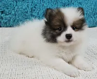 Cosmo, a male Pomeranian for sale in Sugarcreek, OH – Photo 2 of 3