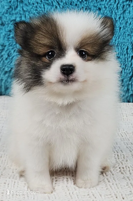 Cosmo – Pomeranian puppy for sale in Sugarcreek, OH