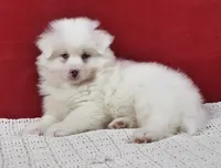 Blizzard, a male Pomsky for sale in Sugarcreek, OH – Photo 3 of 6