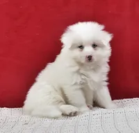 Blizzard, a male Pomsky for sale in Sugarcreek, OH – Photo 4 of 6