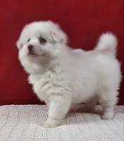 Blizzard, a male Pomsky for sale in Sugarcreek, OH – Photo 2 of 6