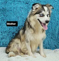 Blizzard, a male Pomsky for sale in Sugarcreek, OH – Photo 6 of 6