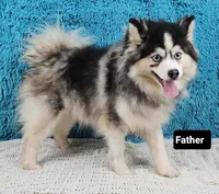 Blizzard, a male Pomsky for sale in Sugarcreek, OH – Photo 5 of 6