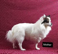 Arlo, a male Pomeranian for sale in Sugarcreek, OH – Photo 4 of 5