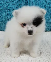 Arlo, a male Pomeranian for sale in Sugarcreek, OH – Photo 1 of 5
