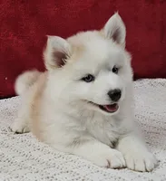 processed/48708986-ada5-47ed-84fd-8f70a0dc06ea/listing/74e92774-4d95-432b-a577-b949c99b7e74/474b1724-5754-47c4-ad68-864027b136af