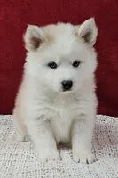 processed/48708986-ada5-47ed-84fd-8f70a0dc06ea/listing/74e92774-4d95-432b-a577-b949c99b7e74/c5c37a29-aafe-4691-ab4c-61a97b747d03