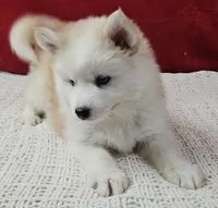 processed/48708986-ada5-47ed-84fd-8f70a0dc06ea/listing/74e92774-4d95-432b-a577-b949c99b7e74/ef62094d-7c1f-4cc8-9857-99ffb72d4654