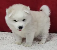 processed/48708986-ada5-47ed-84fd-8f70a0dc06ea/listing/8d8db360-8f16-47bf-8f70-62a6b5bd77df/3ab295ed-700e-4f54-8449-089675efb9a6