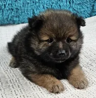 Tucker , a male Pomeranian for sale in Sugarcreek, OH – Photo 3 of 5