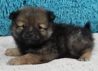 Tucker , a male Pomeranian for sale in Sugarcreek, OH – Photo 2 of 5