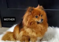 Tucker , a male Pomeranian for sale in Sugarcreek, OH – Photo 4 of 5