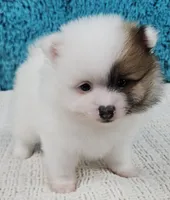 Arctic , a male Pomeranian for sale in Sugarcreek, OH – Photo 2 of 6