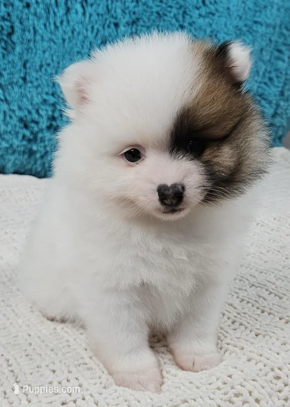 Arctic  – Pomeranian puppy for sale in Sugarcreek, OH