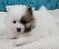 Arctic , a male Pomeranian for sale in Sugarcreek, OH – Photo 3 of 6