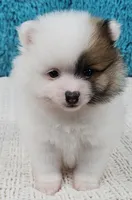 Arctic , a male Pomeranian for sale in Sugarcreek, OH – Photo 4 of 6