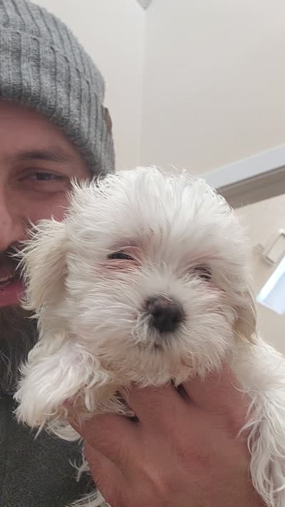 Nina , a male Maltese for sale in Marietta, GA – 8 of 8