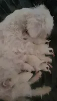 Nina , a male Maltese for sale in Marietta, GA – 3 of 8