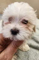 Nina , a male Maltese for sale in Marietta, GA – 2 of 8