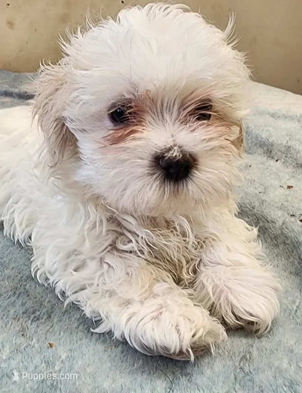 Nina  – Maltese puppy for sale in Marietta, GA