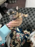 Audene, a female Yorkshire Terrier for sale in Orlando, FL – Photo 3 of 10