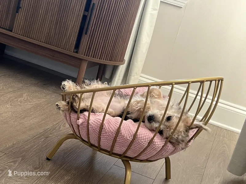 Audene – Yorkshire Terrier puppy for sale in Orlando, FL