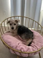 Audene, a female Yorkshire Terrier for sale in Orlando, FL – Photo 9 of 10