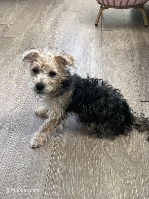 Audene – Yorkshire Terrier puppy for sale in Orlando, FL