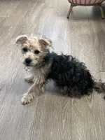 Audene, a female Yorkshire Terrier for sale in Orlando, FL – Photo 10 of 10