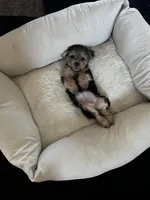 Audene, a female Yorkshire Terrier for sale in Orlando, FL – Photo 5 of 10