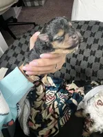 Audene, a female Yorkshire Terrier for sale in Orlando, FL – Photo 4 of 10