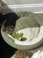 Audene, a female Yorkshire Terrier for sale in Orlando, FL – Photo 6 of 10