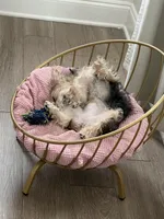 Audene, a female Yorkshire Terrier for sale in Orlando, FL – Photo 7 of 10