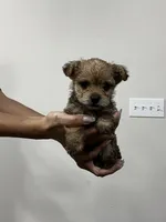 Lala/Apollo/Loki, a female Yorkshire Terrier and Poodle - Toy  for sale in Orlando, FL – Photo 7 of 10