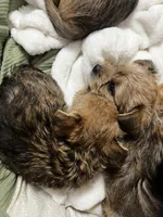 Lala/Apollo/Loki, a female Yorkshire Terrier and Poodle - Toy  for sale in Orlando, FL – Photo 3 of 10