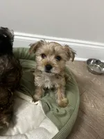Lala/Apollo/Loki, a female Yorkshire Terrier and Poodle - Toy  for sale in Orlando, FL – Photo 5 of 10
