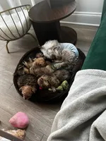 Lala/Apollo/Loki, a female Yorkshire Terrier and Poodle - Toy  for sale in Orlando, FL – Photo 9 of 10